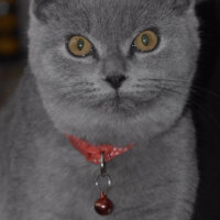 Scottish Fold, Kedi  Duman fotoğrafı