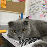 Scottish Fold, Kedi  Duman fotoğrafı