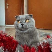 Scottish Fold, Kedi  Duman fotoğrafı