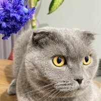 Scottish Fold, Kedi  Duman fotoğrafı