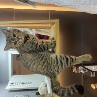 British Shorthair, Kedi  Bakır fotoğrafı