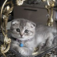 Scottish Fold, Kedi  Elsa fotoğrafı