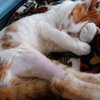 Sarman, Kedi  Paşa fotoğrafı