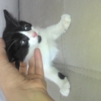 Tekir Kedi, Kedi  Petra  fotoğrafı