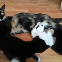 Tekir Kedi, Kedi  Petra  fotoğrafı