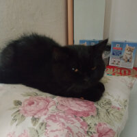 British Shorthair, Kedi  Zeytin fotoğrafı