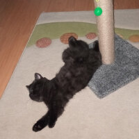 British Shorthair, Kedi  Zeytin fotoğrafı