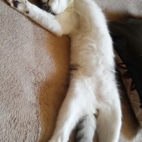 Tekir Kedi, Kedi  Marcel fotoğrafı