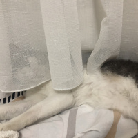 Tekir Kedi, Kedi  Marcel fotoğrafı