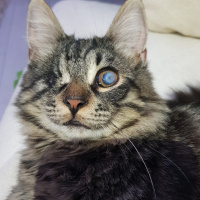 Soke, Kedi  Yalım fotoğrafı