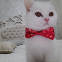 British Shorthair, Kedi  sütlaç fotoğrafı