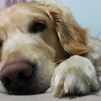 Golden Retriever, Köpek  Gypsy fotoğrafı