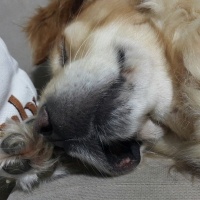Golden Retriever, Köpek  Gypsy fotoğrafı