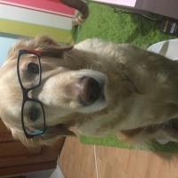 Golden Retriever, Köpek  Gypsy fotoğrafı