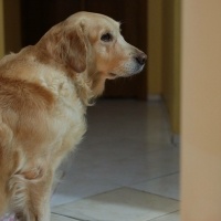 Golden Retriever, Köpek  Gypsy fotoğrafı