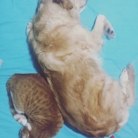 Golden Retriever, Köpek  Gypsy fotoğrafı