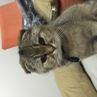Scottish Fold, Kedi  Badem fotoğrafı