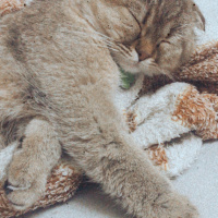 Scottish Fold, Kedi  Badem fotoğrafı