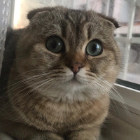 Scottish Fold, Kedi  Badem fotoğrafı