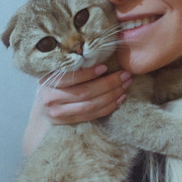 Scottish Fold, Kedi  Badem fotoğrafı