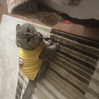 Scottish Fold, Kedi  Badem fotoğrafı