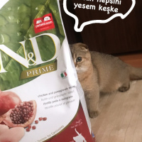 Scottish Fold, Kedi  Badem fotoğrafı