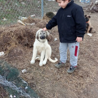 Kangal, Köpek  Şila fotoğrafı