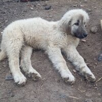 Kangal, Köpek  Şila fotoğrafı