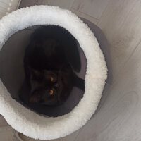 British Shorthair, Kedi  Panter fotoğrafı