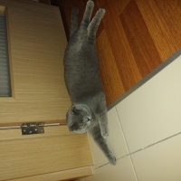 Scottish Fold, Kedi  Fehmi fotoğrafı