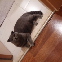 Scottish Fold, Kedi  Fehmi fotoğrafı