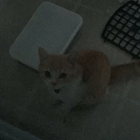 American Curl, Kedi  Pattis fotoğrafı