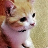 American Curl, Kedi  Pattis fotoğrafı