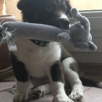 Jack Russell Terrier, Köpek  Eddie fotoğrafı
