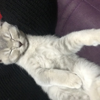 British Shorthair, Kedi  Oscar fotoğrafı