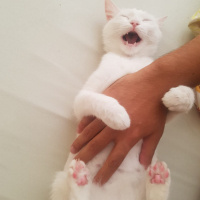 Tekir Kedi, Kedi  mia fotoğrafı