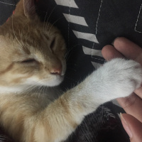 Sarman, Kedi  Leo fotoğrafı