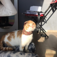 Tekir Kedi, Kedi  leo fotoğrafı