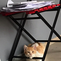 Tekir Kedi, Kedi  leo fotoğrafı