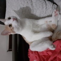 Tekir Kedi, Kedi  Tofu fotoğrafı