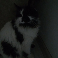 Tekir Kedi, Kedi  Hırka fotoğrafı