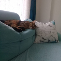 Tekir Kedi, Kedi  Rorschach fotoğrafı