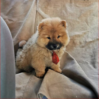Chow Chow (çin Aslanı), Köpek  arçil fotoğrafı