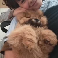 Chow Chow (çin Aslanı), Köpek  arçil fotoğrafı