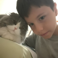 Scottish Fold, Kedi  NAZLI fotoğrafı