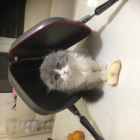 Scottish Fold, Kedi  NAZLI fotoğrafı
