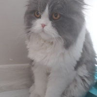 Scottish Fold, Kedi  NAZLI fotoğrafı