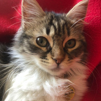 Tekir Kedi, Kedi  PÜSKÜL fotoğrafı