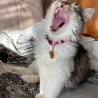Tekir Kedi, Kedi  PÜSKÜL fotoğrafı