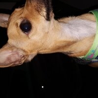 Chihuahua, Köpek  Trex fotoğrafı